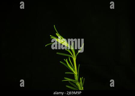 isolated single stem of the herb rosemary with yellow filtered light on a black background Stock Photo