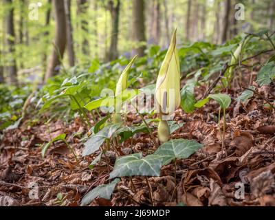 Cuckoopint or Lords and Ladies Arum maculatum on the shady woodland floor at Leigh Woods in Bristol UK Stock Photo