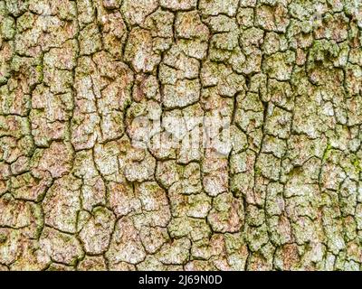Close-up of rough cracked  tree bark Stock Photo