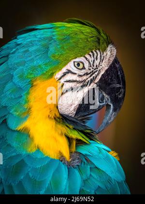 Closeup portrait of a Blue and Yellow Macaw i Stock Photo