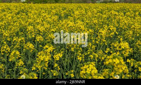 Flowering rapeseed , canola or colza. Yellow flowers of Brassica Napus. Blooming rapeseed. Plant for green energy and oil industry. Biodiesel. Stock Photo