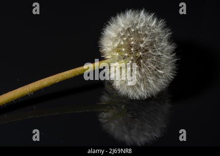 Dandelion (Taraxacum)  blowball or seed head on reflective black background. Close up. Stock Photo