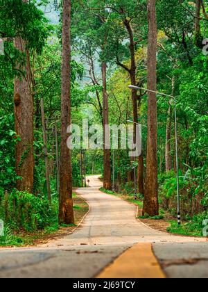 The winding road running through the big trees. Curvy road with Stock Photo