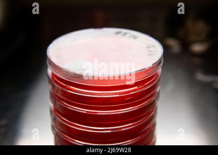 mold in a petri dish. Microbiological studies in laboratory cond Stock Photo