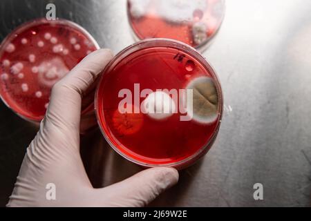 mold and bacteria on red agar. Agar medium for pathogens. Mold s Stock Photo