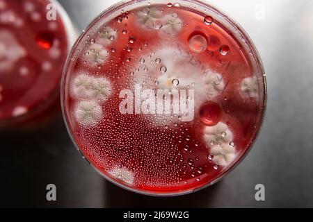 mold in a petri dish. Microbiological studies in laboratory cond Stock Photo