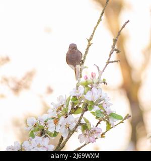 A black redstart looks back from an apple tree branch Stock Photo