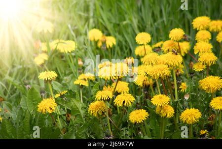 Yellow dandelions in the sun. Bright sunlight on a clear spring day Stock Photo