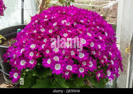 Cineraria Star Wars (Pericallis x hybrida) pot plants grown in a greenhouse, also called Senecio cruentus Stock Photo