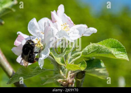 Red-tailed bumblebee (Bombus lapidarius), an insect pollinator, feeding on nectar from apple blossom, apple tree flowers, UK, during April Stock Photo