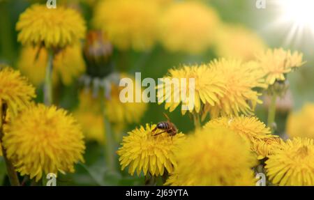 Meadow with yellow dandelions on a sunny day. Blooming dandelions close up. Dandelions in the spring Stock Photo