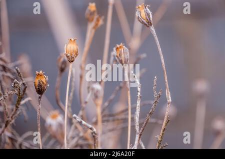 Dry brown wild long grass background image Stock Photo