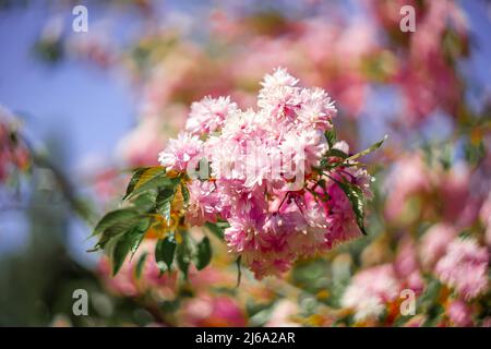 sakura twig with beautiful pink flowers on a blurred background Stock Photo