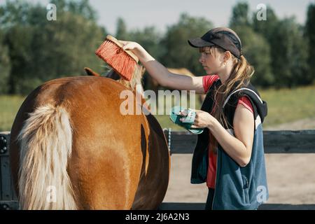 Teenage girl brushing horse croup with dandy brush in outdoors. Stock Photo