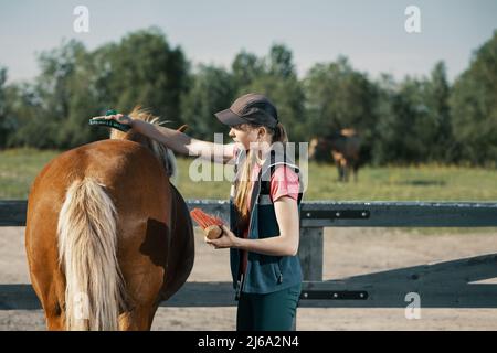 Teenage girl grooming horse with curry comb in outdoors. Stock Photo