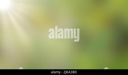 Green bokeh blurred green forest background and bright sun rays Stock Photo