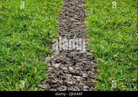 Fresh green wheat grass isolated on white background Stock Photo