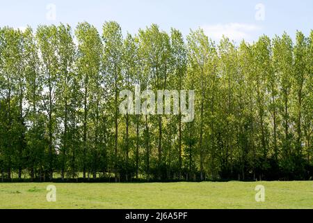 Lombardy Poplar trees (Populus nigra “Italica”), Warwickshire, UK Stock Photo