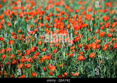 Poppy fields near Leninskoe village near the city of Bishkek in Kyrgyzstan. Stock Photo