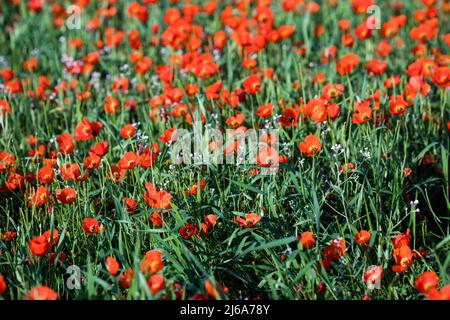 Poppy fields near Leninskoe village near the city of Bishkek in Kyrgyzstan. Stock Photo