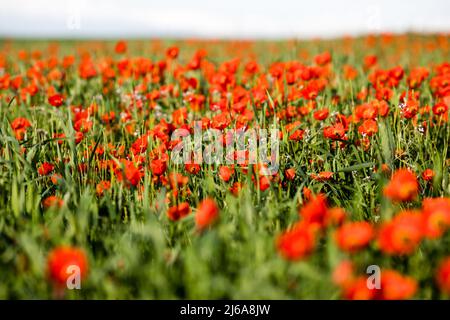 Poppy fields near Leninskoe village near the city of Bishkek in Kyrgyzstan. Stock Photo