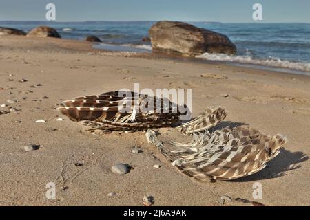 Low Angle Close up of Dead Partially Decomposed or Eaten Seagull or Bird on the Beach Stock Photo