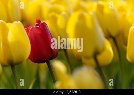 Only one red tulip in a field of yellow tulips Stock Photo