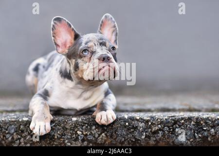 Young blue merle tan French Bulldog dog lying down in front of gray wall Stock Photo