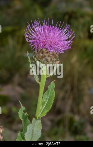 Giant Scabiosa, Rhaponticum scariosum subsp. rhaponticum, in flower, Alps. Stock Photo