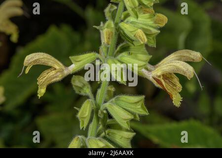 Jupiter's distaff, Salvia glutinosa, in flower on woodland edge, Carpathians. Stock Photo