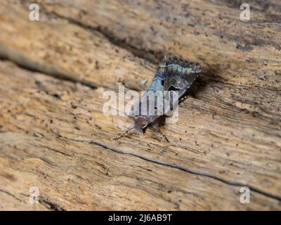 A Hebrew Character moth, Orthosia gothica, resting on a rotten log. Stock Photo