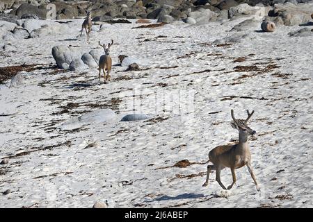 California, USA. 29th Apr, 2022. April 29, 2022, Pacific Grove, California, US: Young bucks race along the beach. (Credit Image: © Rory Merry/ZUMA Press Wire) Credit: ZUMA Press, Inc./Alamy Live News Stock Photo