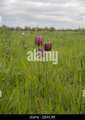 Fritillaria meleagris, common names include snake's head fritillary, snake's head, chess flower, frog-cup, guinea-hen flower, guinea flower. Stock Photo
