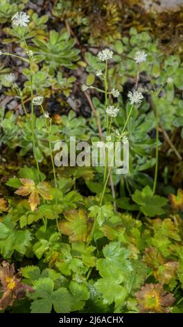 Carnic masterwort, Astrantia carniolica, in flower in the eastern Alps. Stock Photo