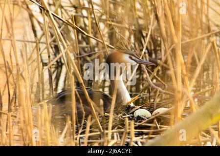Great Crested Grebe with its nest containing two eggs in reeds Stock Photo