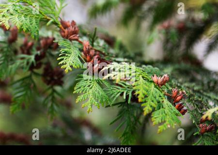 Green thuja branches with flowers and seeds in city park, nature concept. Stock Photo