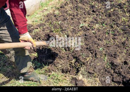 A man is digging a garden with a shovel. Garden work in spring. Planting vegetables and seedlings. Stock Photo