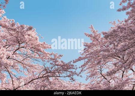 Spring banner, branches of blossoming cherry or sakura on blue sky outdoors background. Pink sakura flowers, dreamy romantic image spring, landscape p Stock Photo