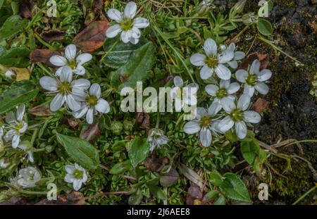 Fringed Sandwort, Arenaria ciliata, in flower in the Alps. Stock Photo