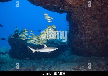 juvenile gray reef shark, Carcharhinus amblyrhynchos, and bluestripe snapper or taape, Lutjanus kasmira, schooling under lava arch, Kona, Hawaii, USA Stock Photo