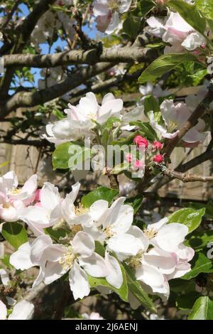 View of part of an apple tree showing green leaves, white blossom and pink buds still to open on the branches of an apple, malus domestica, tree. Stock Photo
