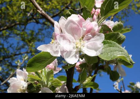 Close up view showing details of a single apple blossom floret in bright sunlight in spring on an apple, malus domistica, tree. Stock Photo