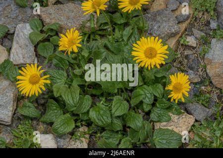 Tufted Leopard's-bane, Doronicum clusii, in flower in the Austrian Alps. Stock Photo