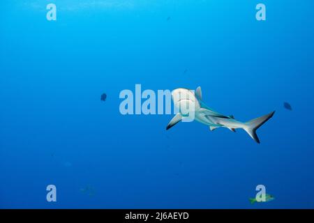 juvenile gray reef shark, Carcharhinus amblyrhynchos, Mahaiula, North Kona, Hawaii (the Big Island),  United States ( Central North Pacific Ocean ) Stock Photo
