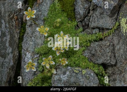 Moss saxifrage, Saxifraga bryoides, in flower on acid rocks, Austrian Alps. Stock Photo