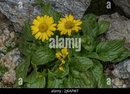Tufted Leopard's-bane, Doronicum clusii, in flower in the Austrian Alps. Stock Photo
