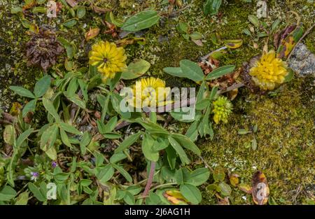 Brown Trefoil, Trifolium badium, in flower in damp grassland, Austrian Alps. Stock Photo