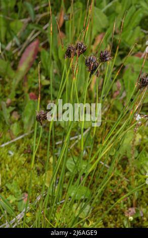 Black bog-rush, Schoenus nigricans, in flower. Stock Photo