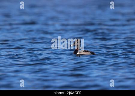 Ring-necked duck swimming in a wetland in northern Wisconsin. Stock Photo