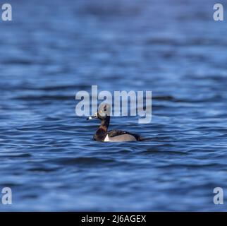 Ring-necked duck swimming in a wetland in northern Wisconsin. Stock Photo